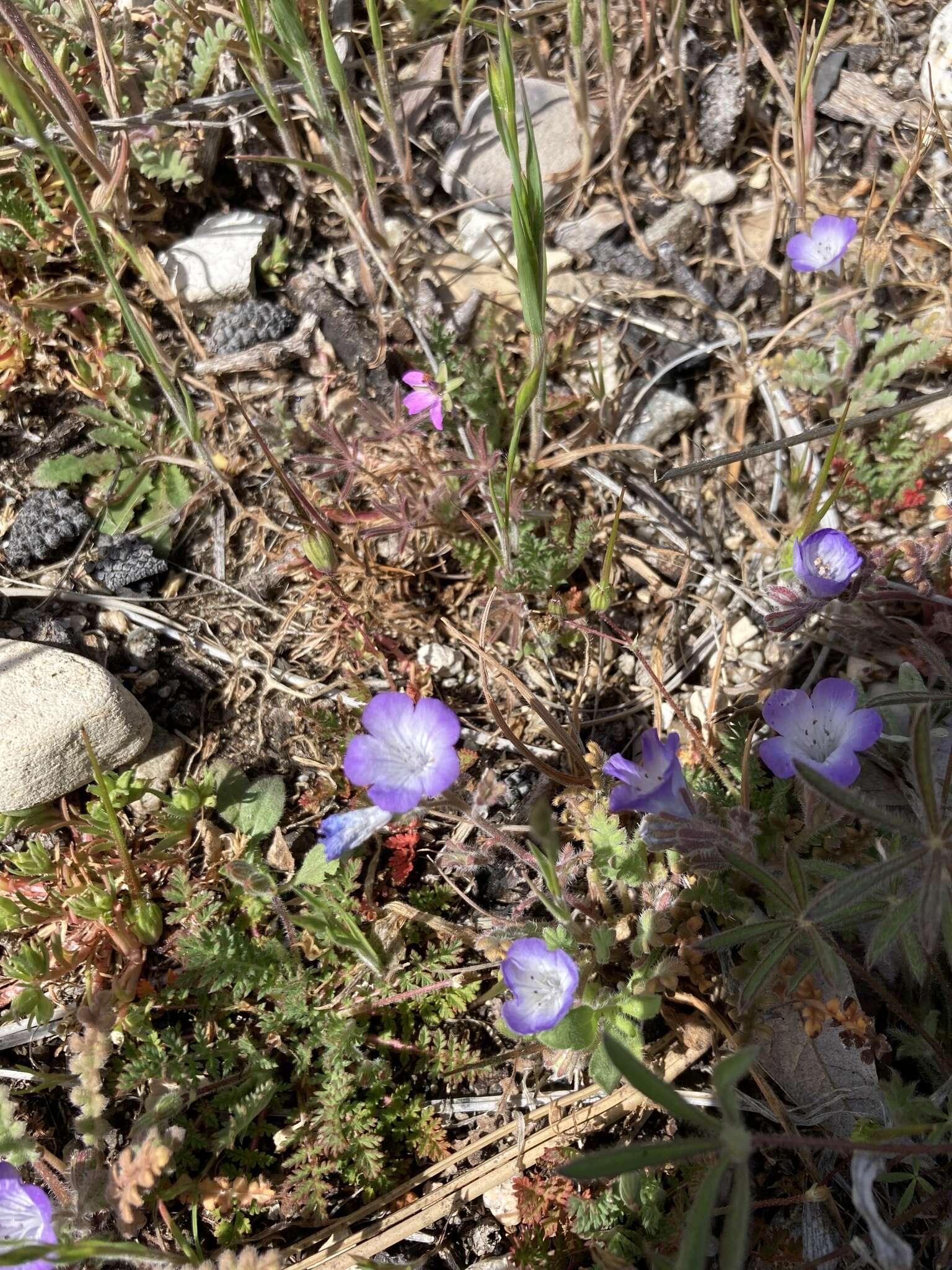 Image of Douglas' phacelia