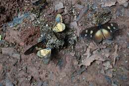 Image of Acraea lycoa Godart 1819