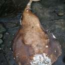 Image of electric ray