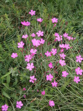 Слика од Dianthus deltoides L.