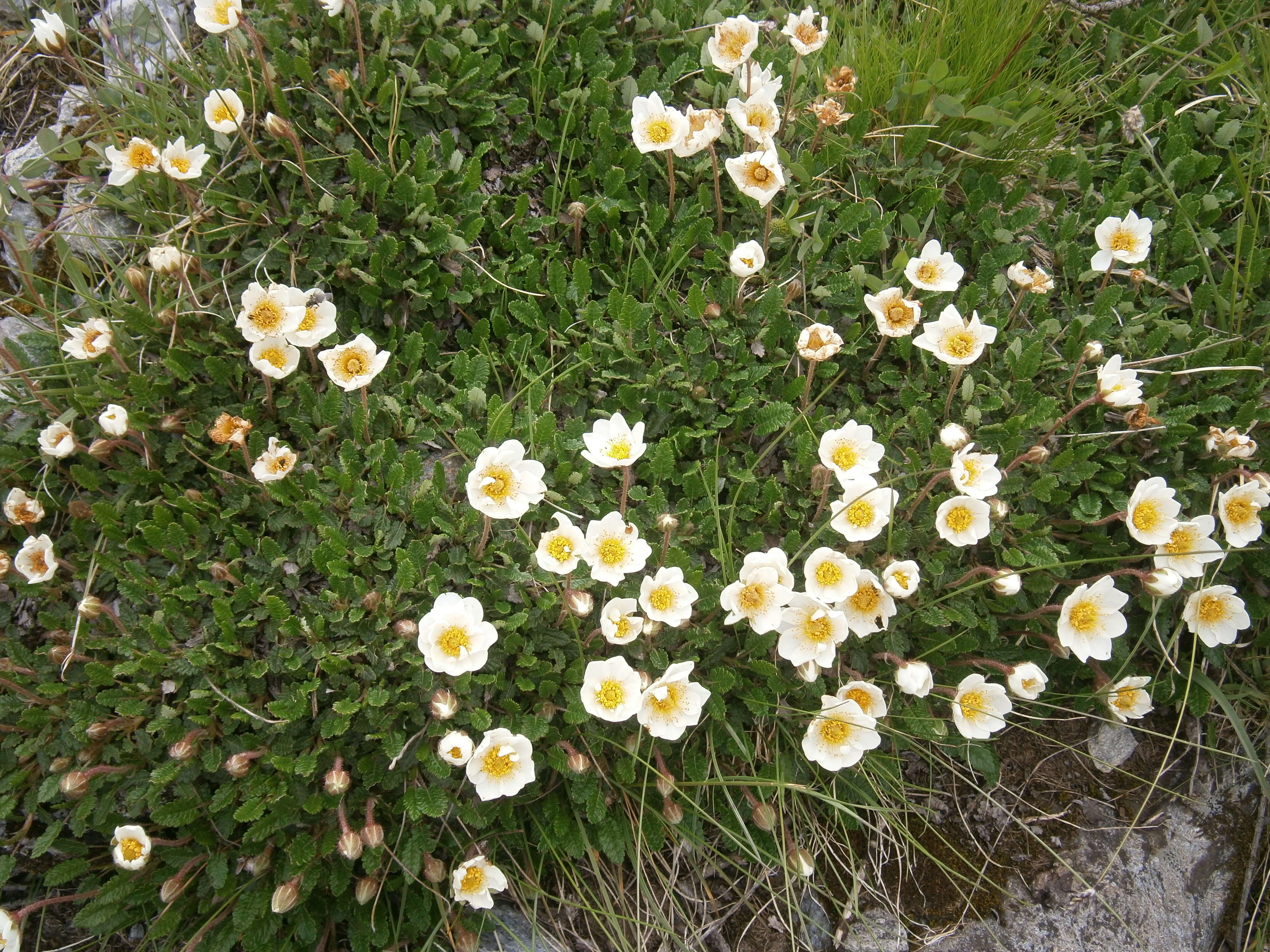 Imagem de Dryas octopetala L.