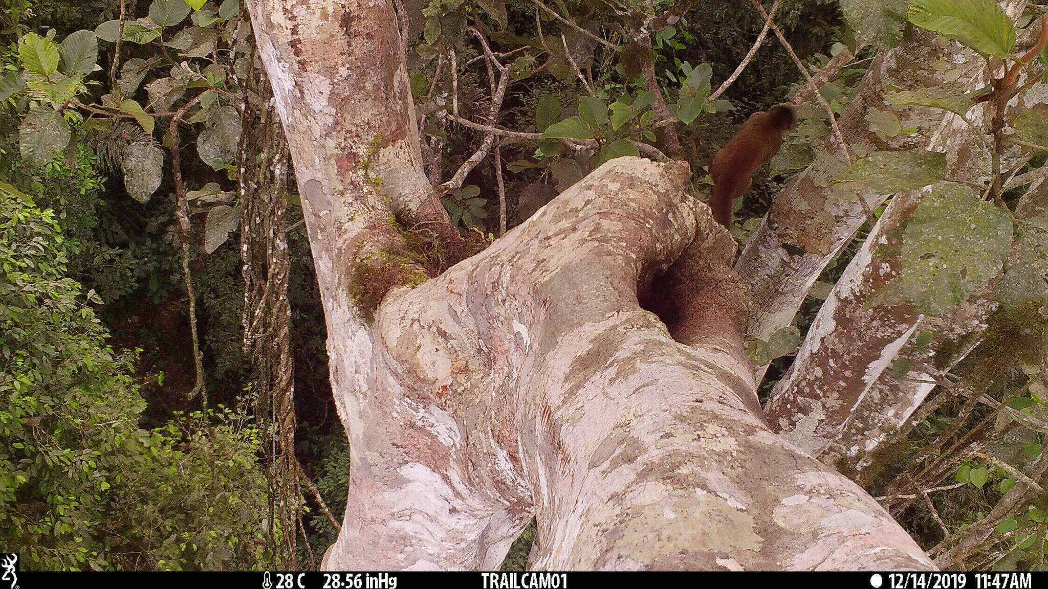 Image of Ecuadorian capuchin