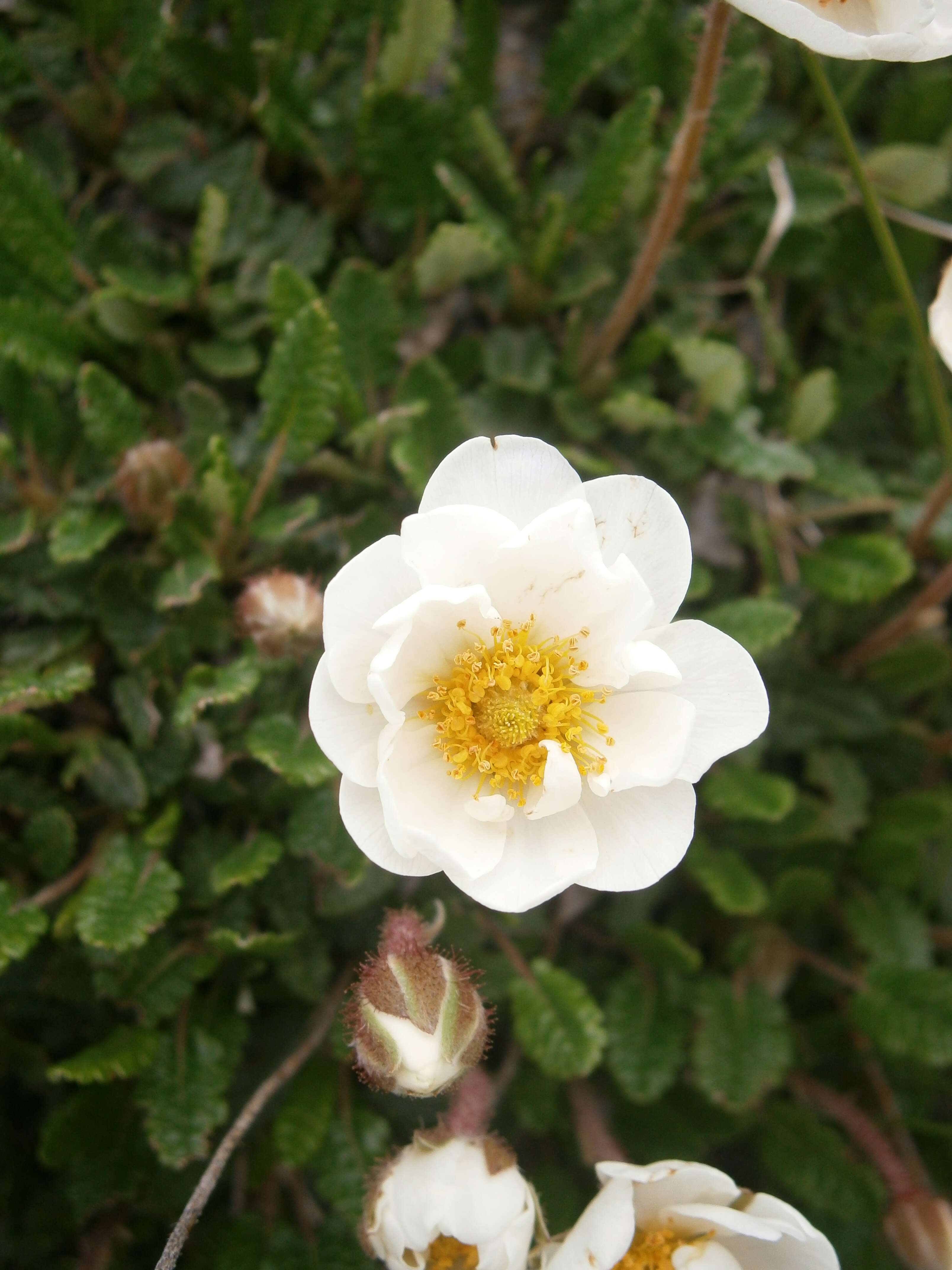 Imagem de Dryas octopetala L.