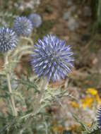 Image of southern globethistle