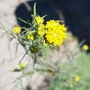 Image of northern tansymustard
