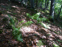 Image of male fern