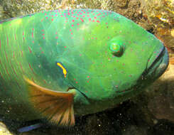 Image of Broomtail wrasse