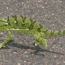 Image of Bocage's Chameleon