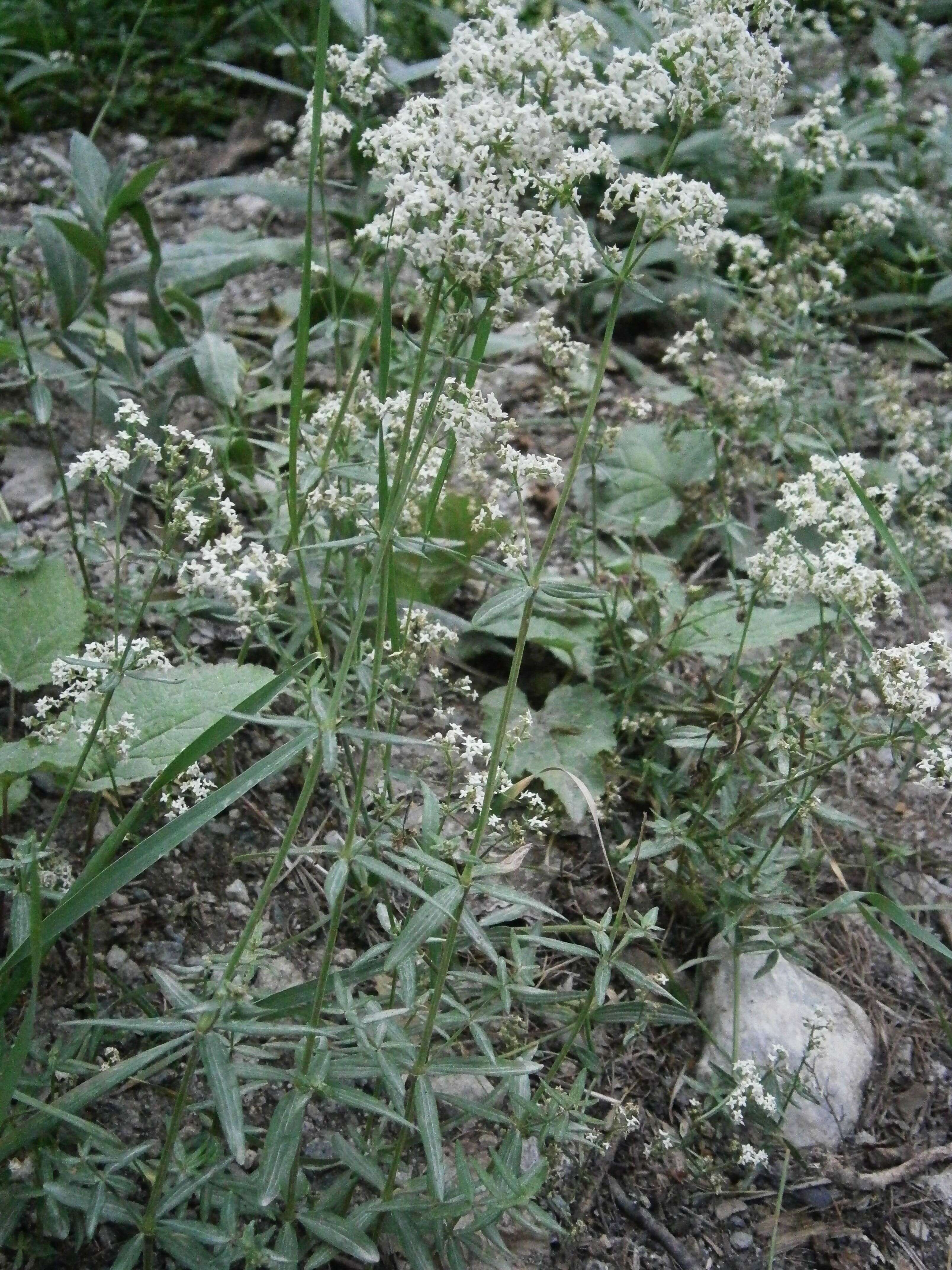 Imagem de Galium boreale L.