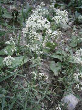 Image of Northern bedstraw