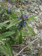 Image of Cross gentian