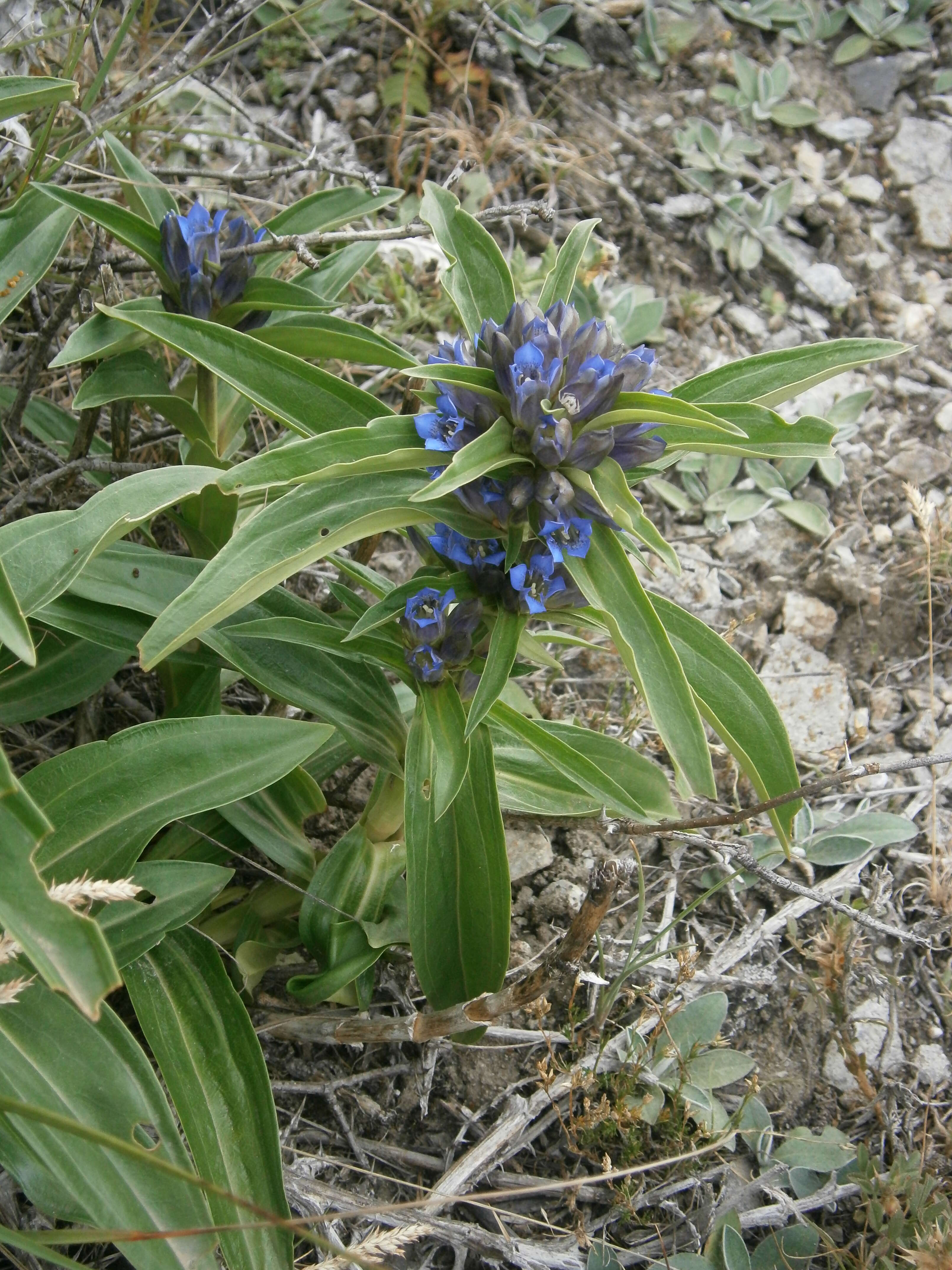 Image of Cross gentian