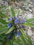 Image of Cross gentian