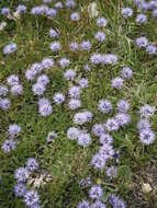 Image of Heart-leaf Globe Daisy