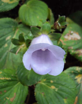 Image of Canterbury bells