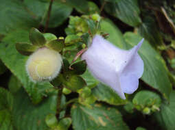 Image of Canterbury bells