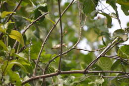 Image of Pale-billed Flowerpecker