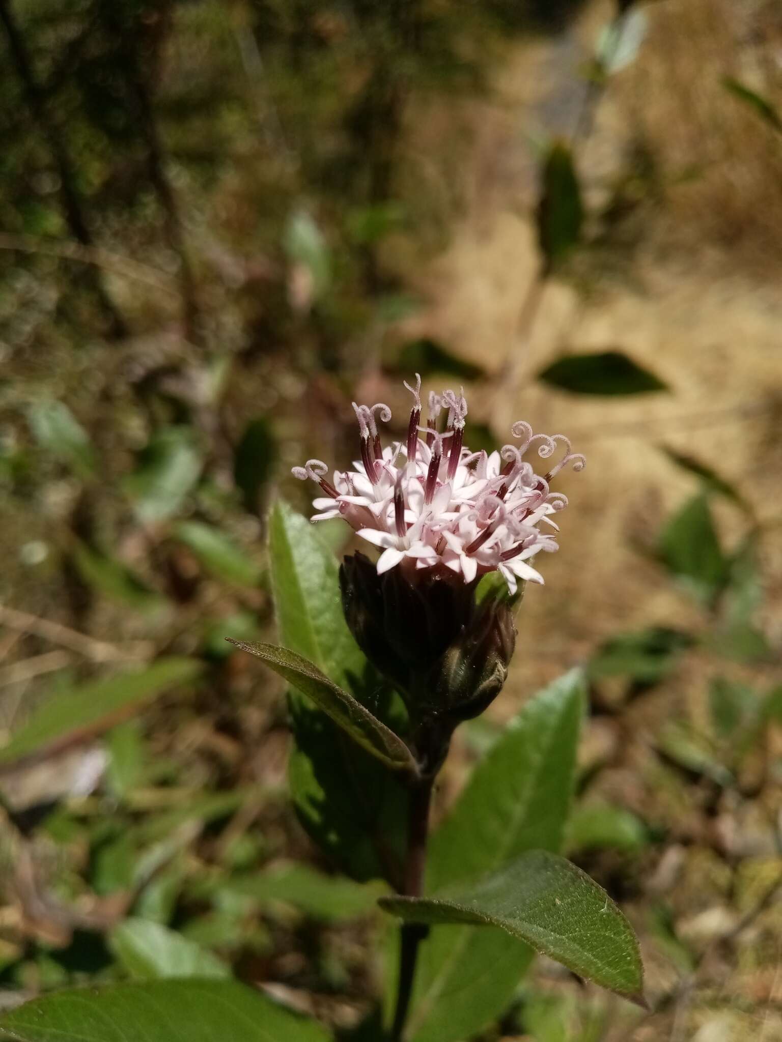 Image of Lagascea rigida (Cav.) Stuessy