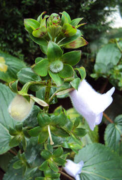 Image of Canterbury bells