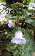 Image of Canterbury bells