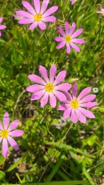 Image of marsh rose gentian