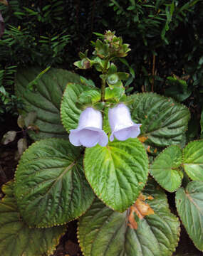 Image of Canterbury bells