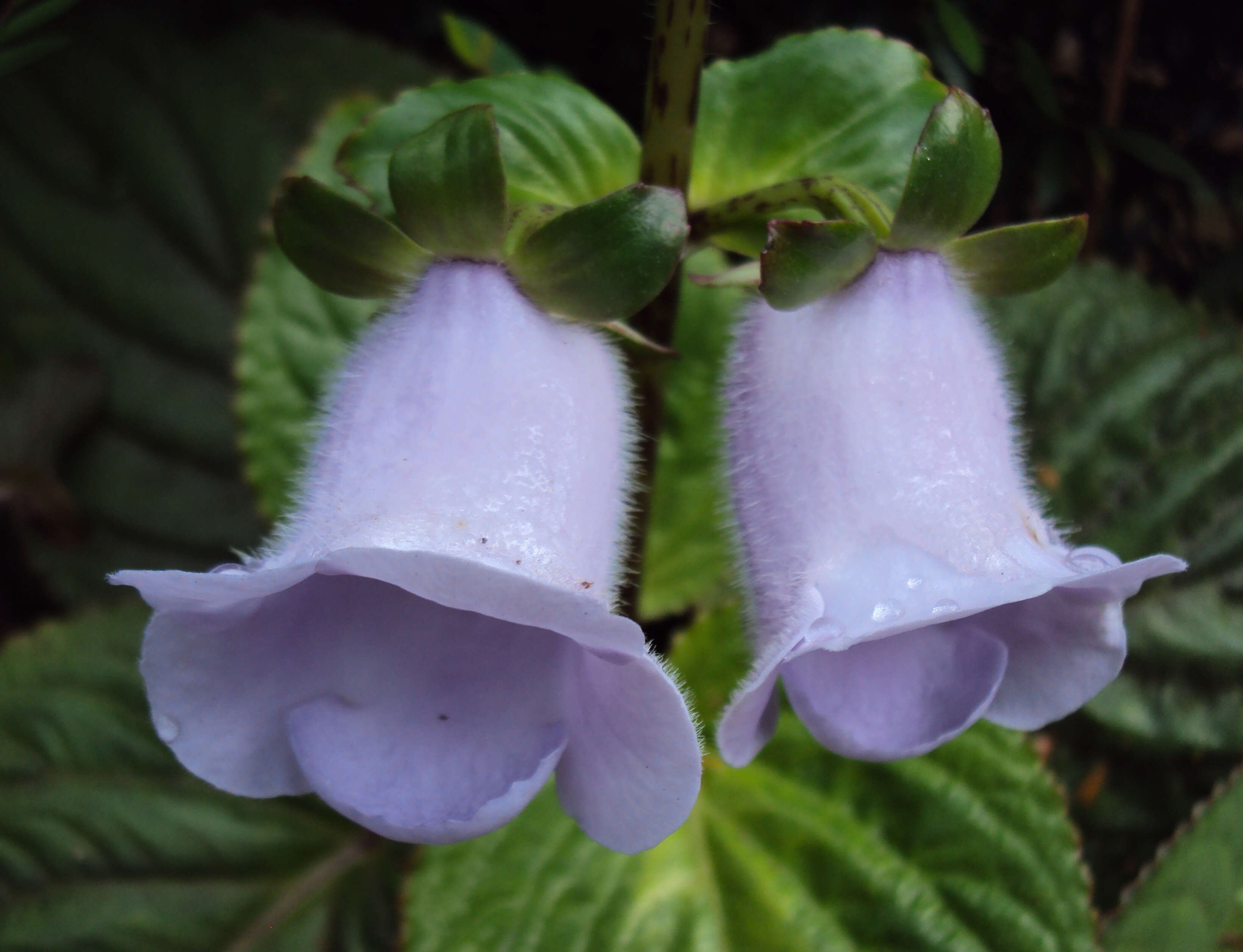 Image of Canterbury bells