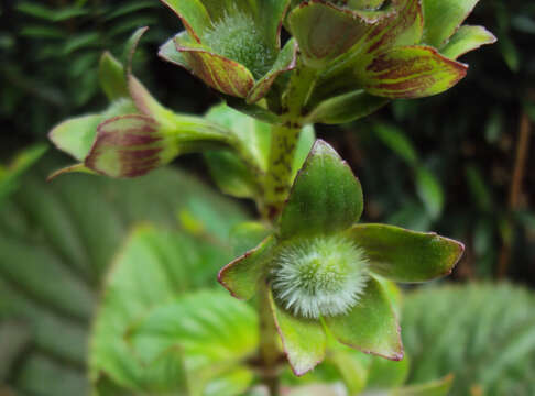 Image of Canterbury bells