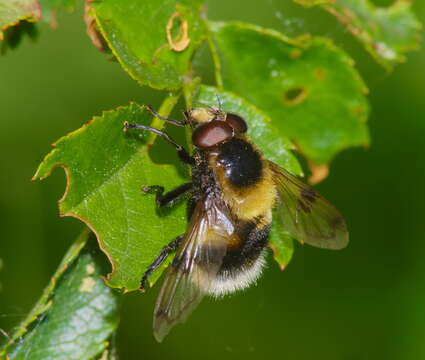 Volucella bombylans (Linnaeus 1758) resmi