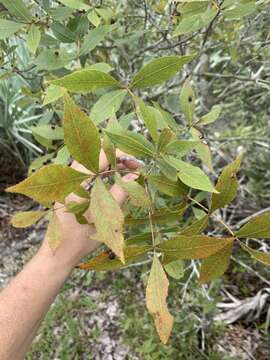 Image of scrub hickory