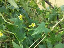 Image of white bryony