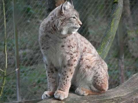 Image of Eurasian lynx