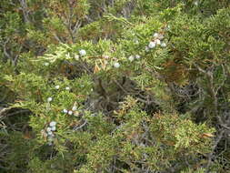 Imagem de Juniperus sabina L.