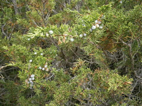 Image of Savin Juniper