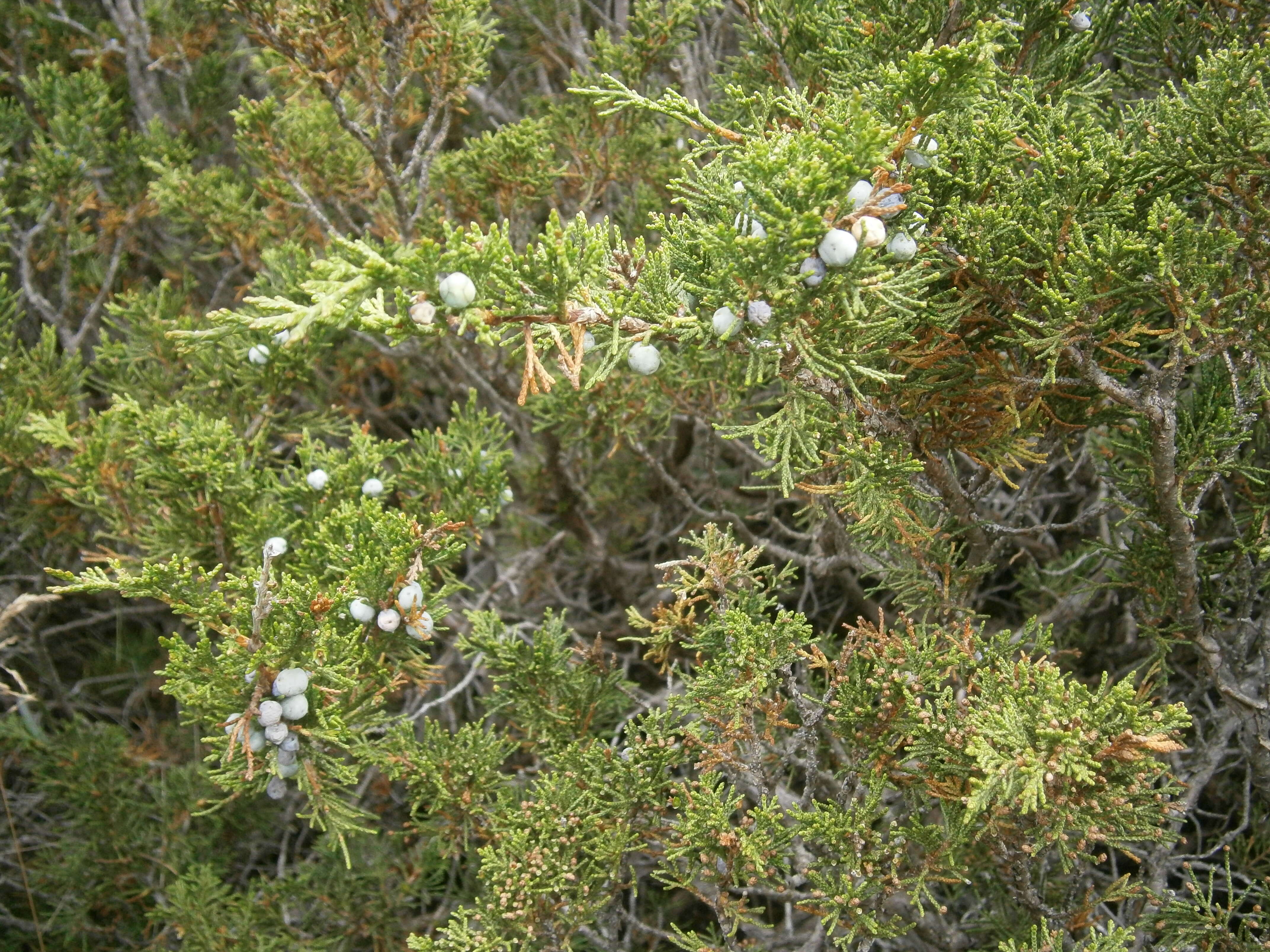 Imagem de Juniperus sabina L.