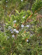 Imagem de Juniperus sabina L.