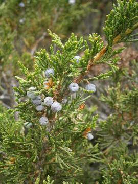 Image of Savin Juniper