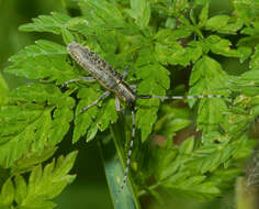 Image of Agapanthia (Epoptes) villosoviridescens (Degeer 1775)