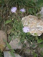 Image of Blue lettuce