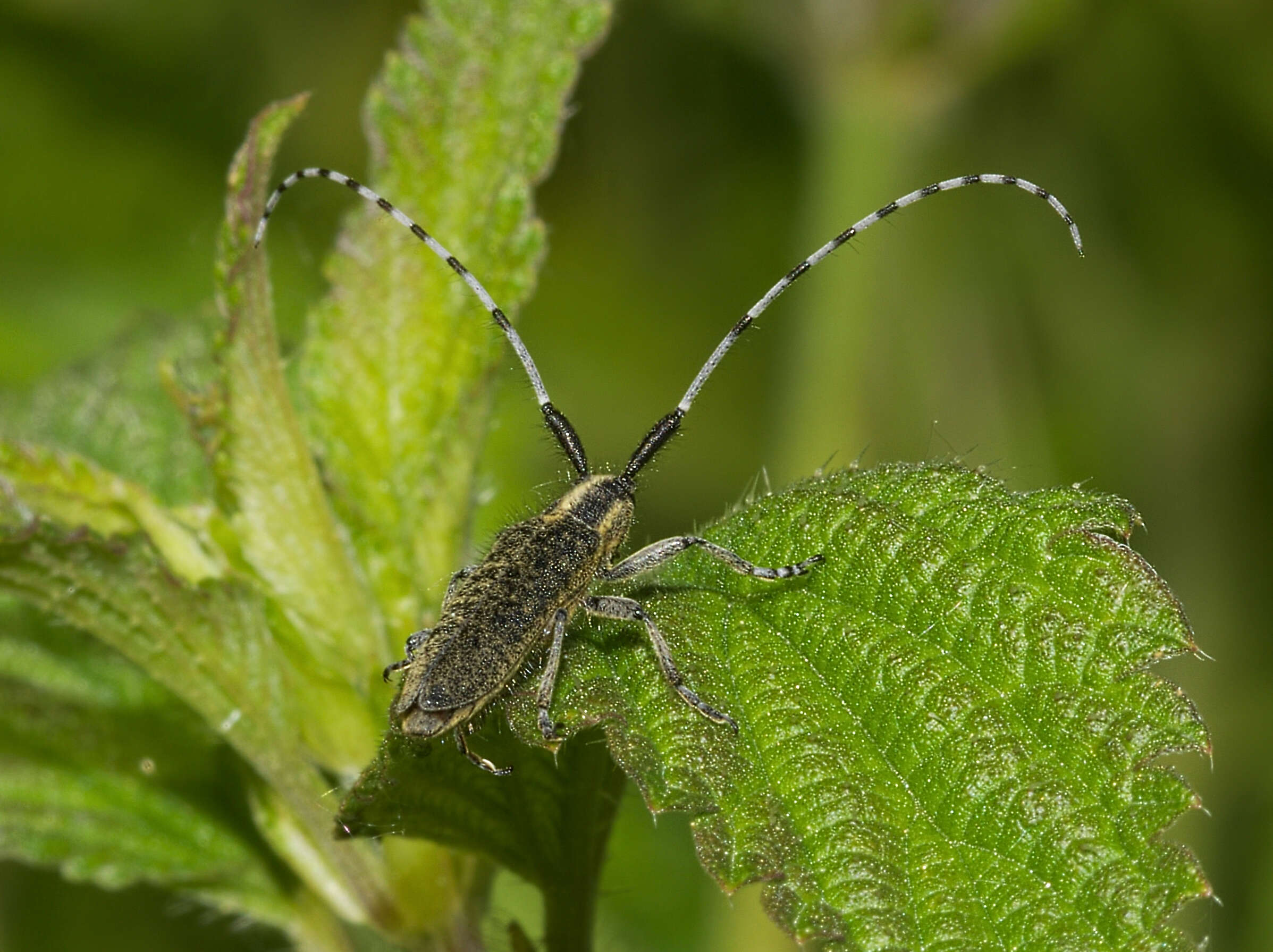 Image of Agapanthia (Epoptes) villosoviridescens (Degeer 1775)