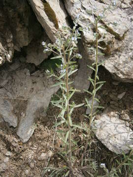 Image of European stickseed