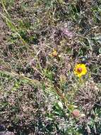 Image of longdisk sneezeweed