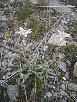 Image of edelweiss