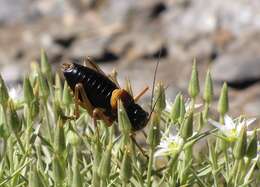 Image of Sierra Nevadan Saddle Bush-cricket