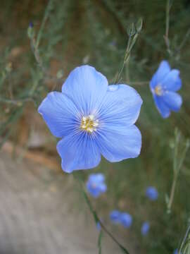 Image of Blue flax