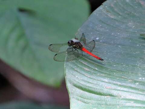 Imagem de Orchithemis pulcherrima Brauer 1878