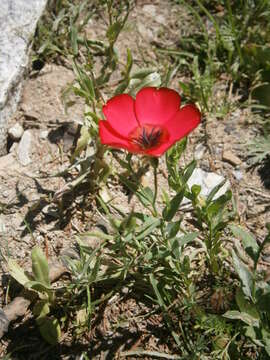 Image of flowering flax