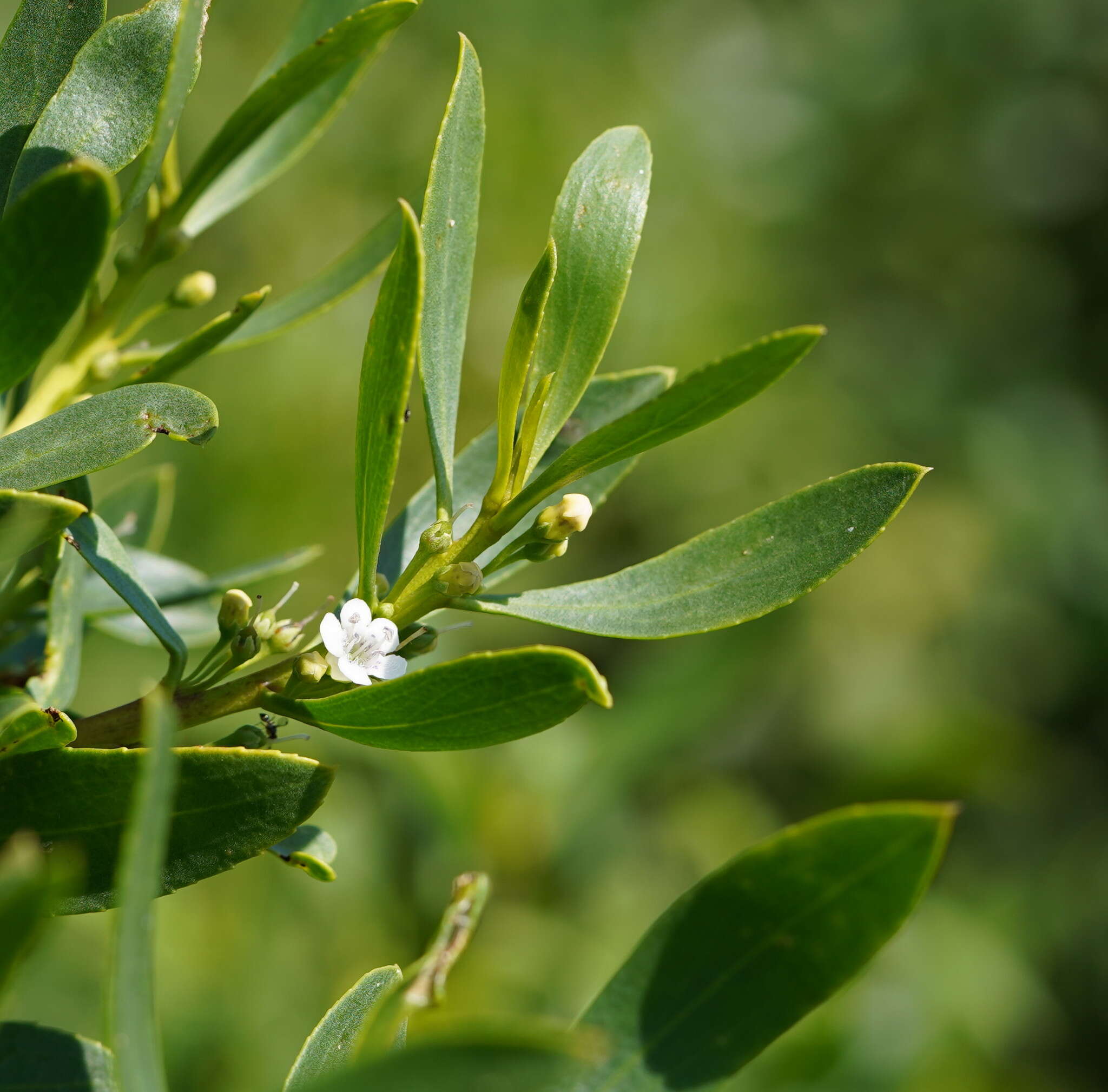 Myoporum insulare R. Br. resmi