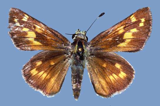 Image of Pahaska Skipper