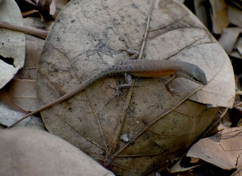 Image of Open-litter Rainbow-skink